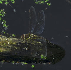 Aeshna juncea