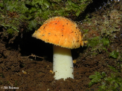 Amanita gayana