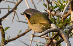 Telophorus olivaceus