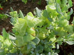 Atriplex lindleyi inflata