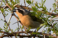 Telophorus olivaceus