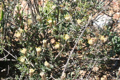 Pteronia oblanceolata