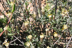 Pteronia oblanceolata