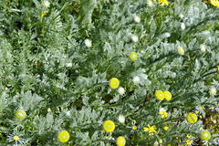 Lasiospermum pedunculare