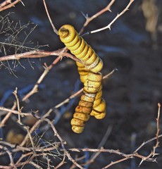 Prosopis strombulifera
