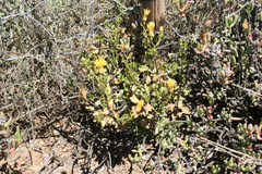 Pegolettia baccaridifolia