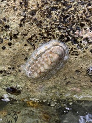 Chiton tuberculatus