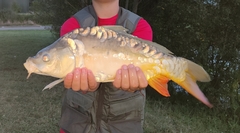 Cyprinus carpio carpio