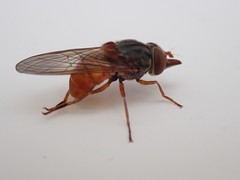 Rhingia rostrata