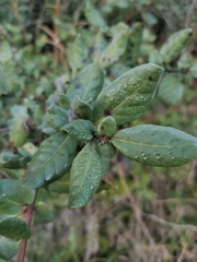 Azara integrifolia