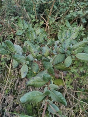 Azara integrifolia