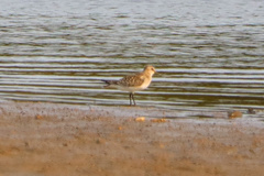 Calidris bairdii
