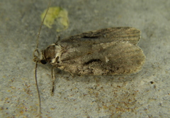 Agonopterix hyperella