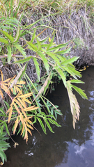 Cicuta virosa