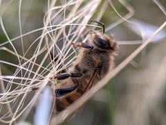 Apis mellifera