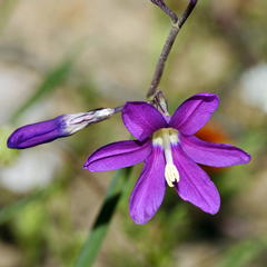 Ixia ramulosa