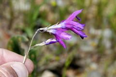 Ixia ramulosa