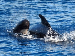 Globicephala