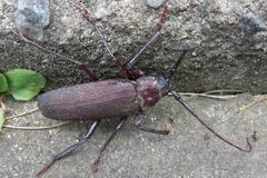 Macrotoma natala