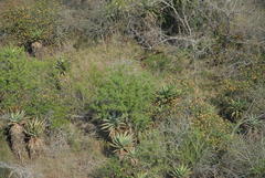 Aloe marlothii marlothii