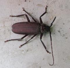Macrotoma natala