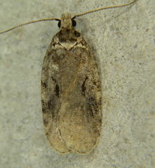 Agonopterix hyperella