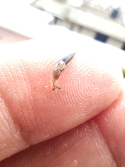 Gastropoda