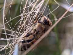 Apis mellifera