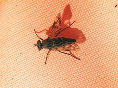 Thereva spiloptera