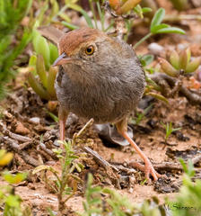 Cisticola fulvicapilla fulvicapilla