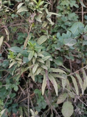 Baccharis racemosa