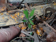Ruscus