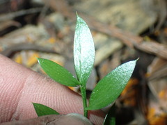 Ruscus