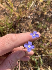 Heliophila acuminata