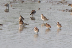 Calidris bairdii