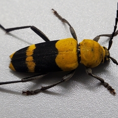Megacyllene decora