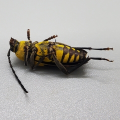 Megacyllene decora