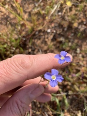 Heliophila acuminata
