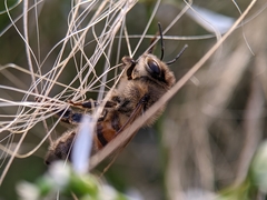 Apis mellifera