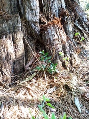 Ruscus