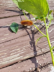 Spilosoma virginica