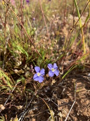 Heliophila acuminata
