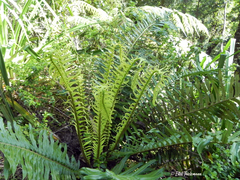Blechnum chilense