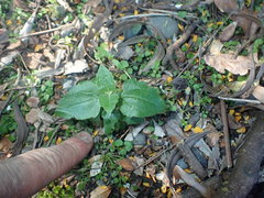 Podanthus ovatifolius
