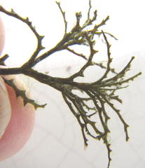 Najas horrida