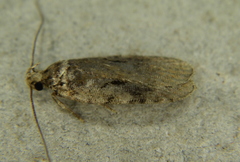 Agonopterix hyperella