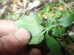 Podanthus ovatifolius