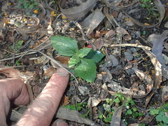 Podanthus ovatifolius