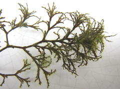 Najas horrida
