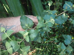 Podanthus ovatifolius